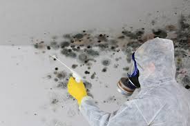 Why You Should Choose Our Mold Remediation Services in Jan Phyl Village, FL